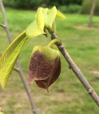 Asimina triloba Mango