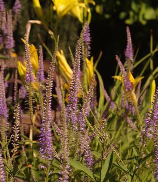 Veronicastrum virginicum Fascination