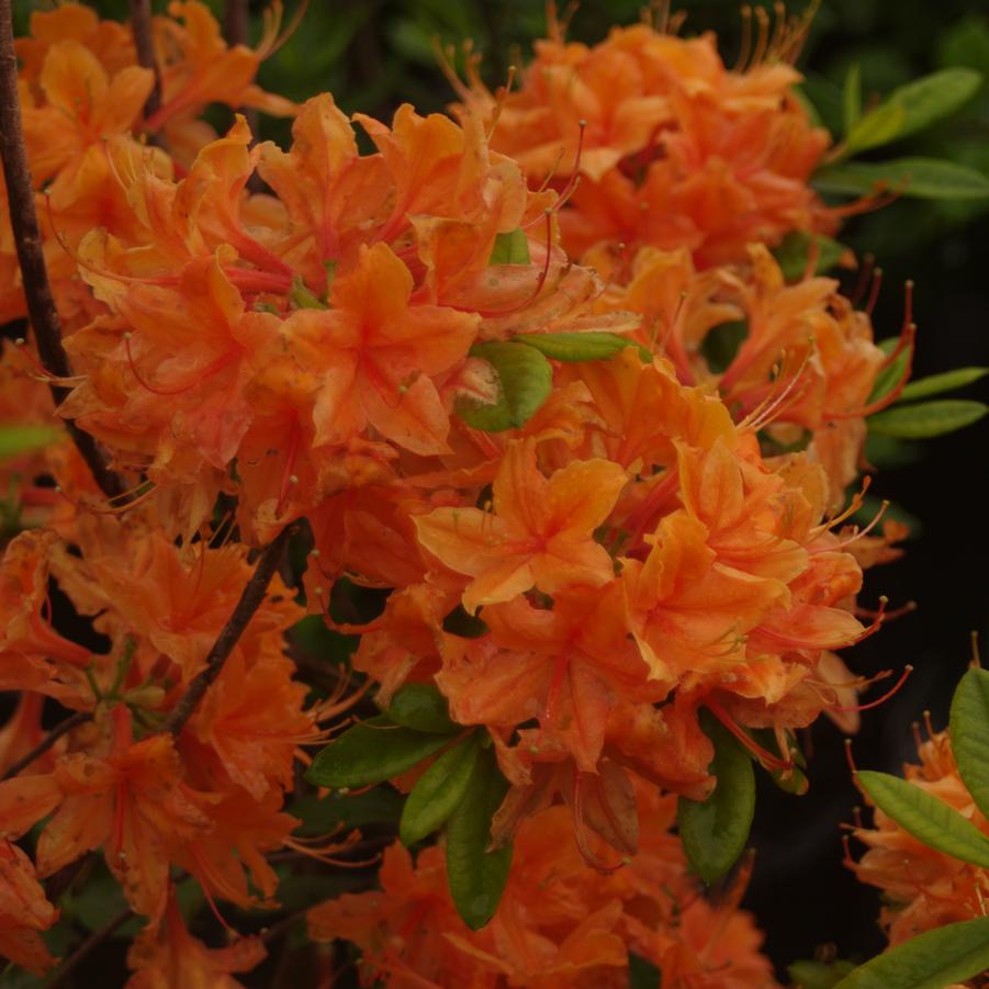 Rhododendron x calendulaceum 'Tangerine Delight' - Flame Azalea from Pleasant Run Nursery