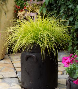Pennisetum alopecuroides Lumen Gold
(Photo: Concept Plants)