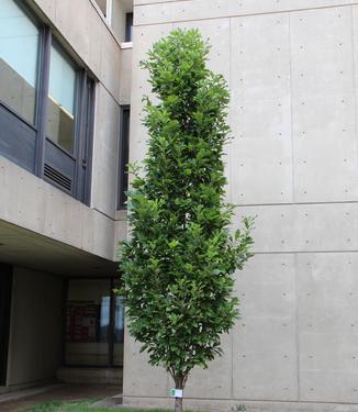 Quercus bicolor Beacon (Photo: J. Frank Schmidt & Son Co)