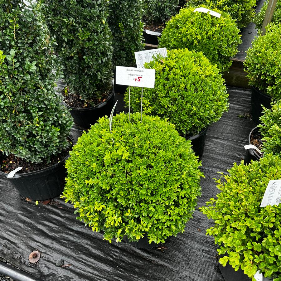 Buxus NewGen™ Independence® - Boxwood from Pleasant Run Nursery