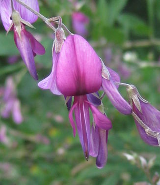 Lespedeza thunbergii 'Gibraltar' - Bush Clover