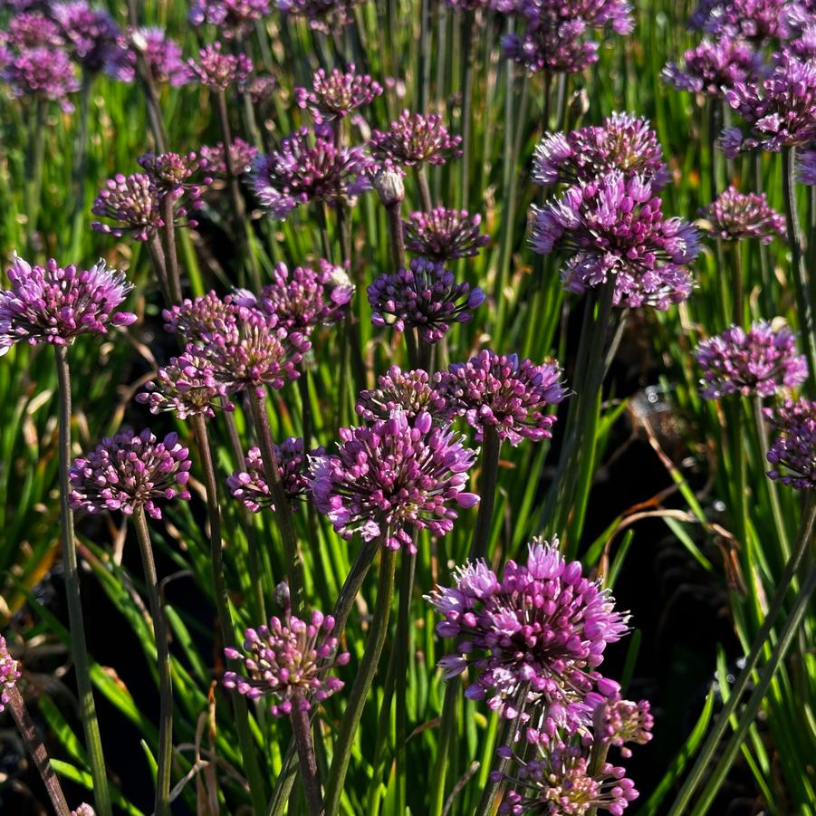 Allium x 'Windy City' - Ornamental Onion from Pleasant Run Nursery