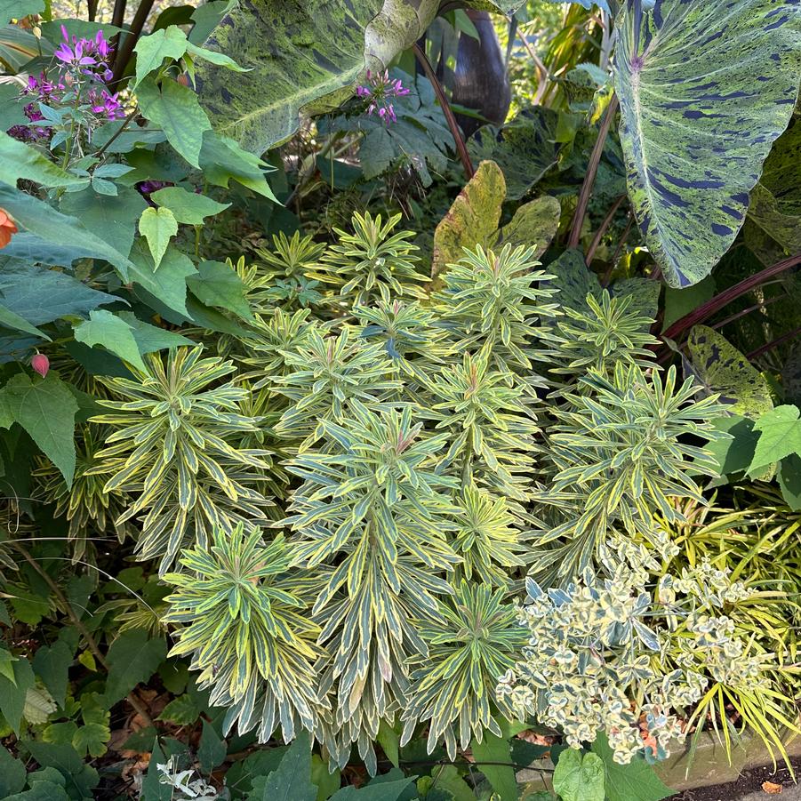 Euphorbia x 'martinii Ascot Rainbow' - Martin's Spurge from Pleasant Run Nursery