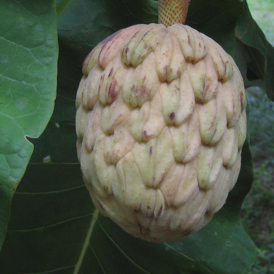 Magnolia macrophylla - Bigleaf Magnolia