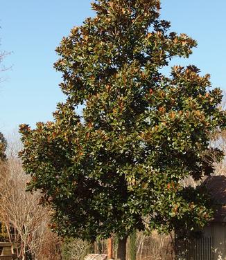 Magnolia grandiflora D.D. Blanchard
