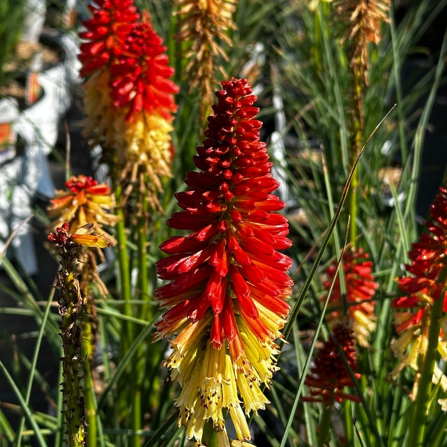 Kniphofia x Pyromania® 'Rocket's Red Glare' - Red Hot Poker from Pleasant Run Nursery