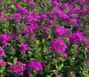 Phlox paniculata 'Cover Girl' - Garden Phlox from Pleasant Run Nursery