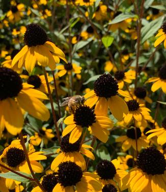 Rudbeckia triloba - Brown-Eyed Susan from Pleasant Run Nursery