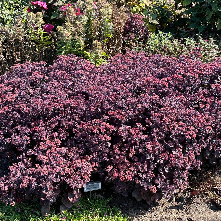 Sedum x 'Back in Black' - Stonecrop from Pleasant Run Nursery