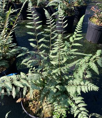 Athyrium nipponicum 'Pearly White' - Fern- Japanese Painted Fern from Pleasant Run Nursery