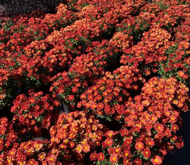 Chrysanthemum Mammoth™ 'Red Daisy'- Hardy Mum from Pleasant Run Nursery