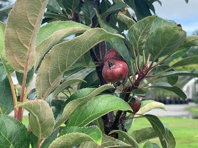 Malus x adstrigens Emerald Spire - Flowering Crabapple from Pleasant Run Nursery