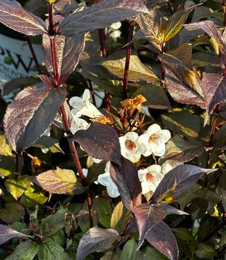 Weigela florida Wine & Spirits™ - Weigela- Wine & Spirits from Pleasant Run Nursery