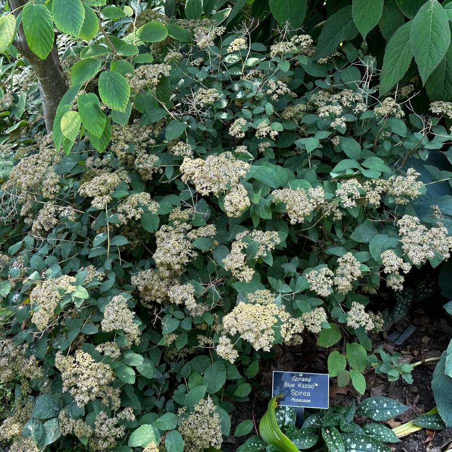 Spiraea media Double Play� Artisan� - post flowering