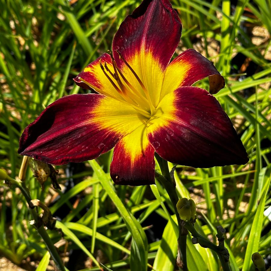 Hemerocallis 'Persian Ruby' - Daylily from Pleasant Run Nursery