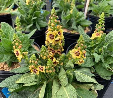 Verbascum x 'Dark Eyes' - Mullein from Pleasant Run Nursery