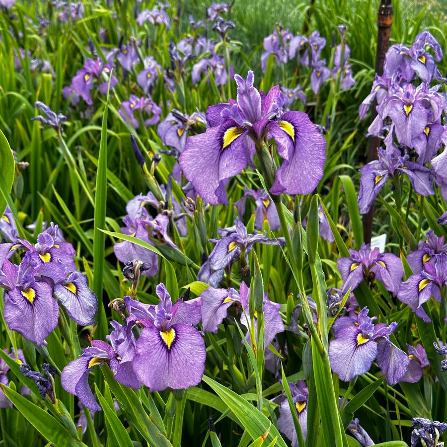 Iris pseudata 'Shiryukyo' - Pseudata Iris from Pleasant Run Nursery