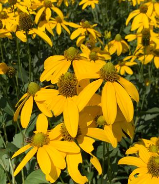 Rudbeckia laciniata Autumn Sun - Coneflower from Pleasant Run Nursery