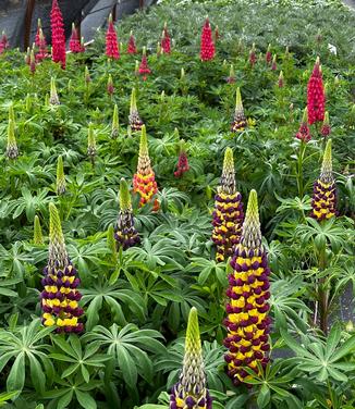 Lupine polyphyllus 'Westcountry™ 'Manhattan Lights'' - Lupine from Pleasant Run Nursery