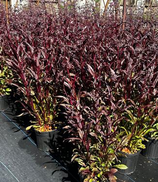 Penstemon digitalis 'Pocahontas' - Beardtongue from Pleasant Run Nursery