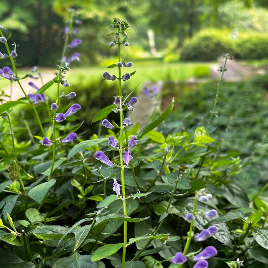 Scutellaria x 'Appalachian Blues' - Skullcap from Pleasant Run Nursery