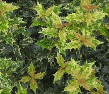 Osmanthus heterophyllus 'Goshiki' - Holly Tea Olive