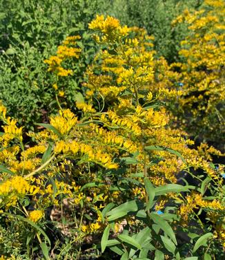 Solidago odora - Sweet Goldenrod from Pleasant Run Nursery