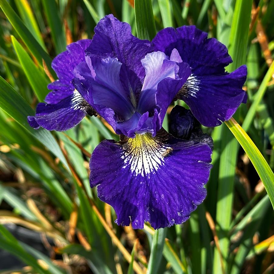 Iris sibirica 'Over in Gloryland' - Siberian Iris from Pleasant Run Nursery