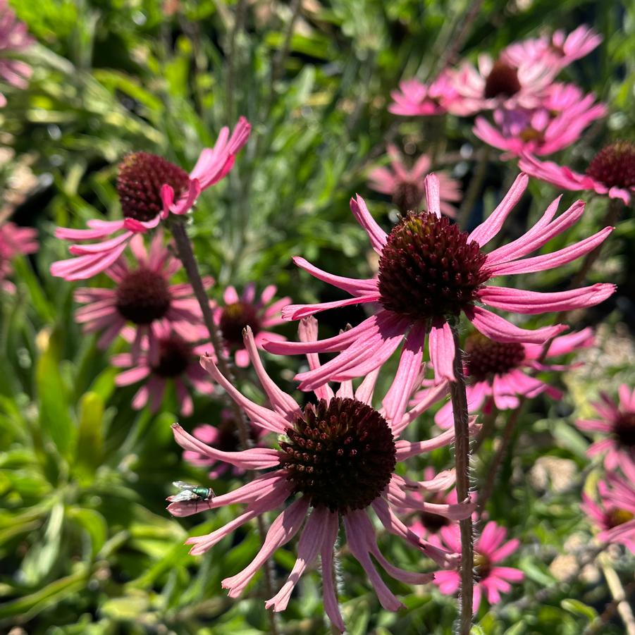 Echinacea pallida 'Hula Dancer' - Coneflower from Pleasant Run Nursery