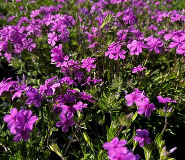 Silene caroliniana - Wild Pink from Pleasant Run Nursery