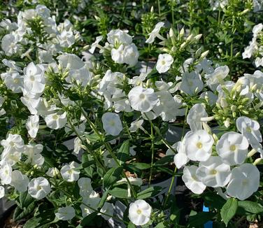 Phlox paniculata 'Luminary Backlight' - Garden Phlox from Pleasant Run Nursery