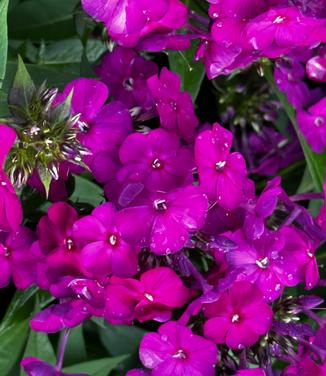 Phlox paniculata Luminary® 'Ultraviolet' - Garden Phlox from Pleasant Run Nursery