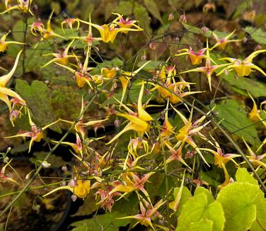 Epimedium x 'Songbirds' - Barrenwort from Pleasant Run Nursery