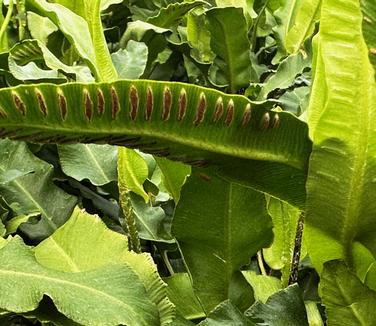 Asplenium scolopendrium - Hart's Tongue Fern from Pleasant Run Nursery