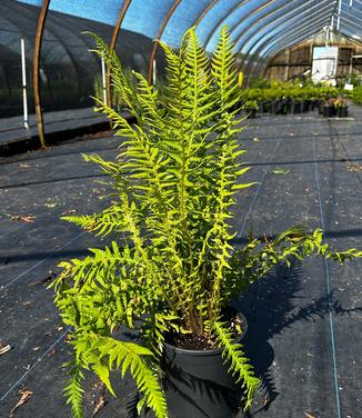 Thelypteris decursive-pinnata - Japanese Beech Fern from Pleasant Run Nursery