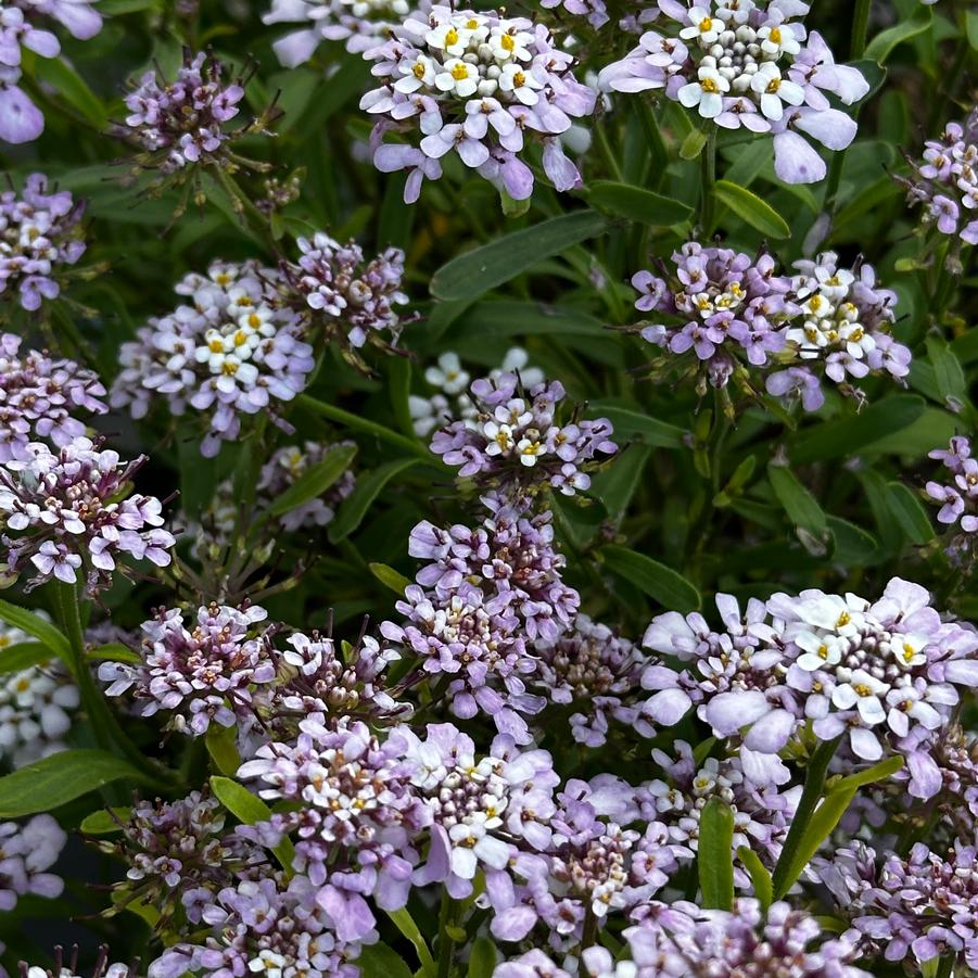 Iberis sempervirens First Flush™ 'Lavender' - Candytuft from Pleasant Run Nursery