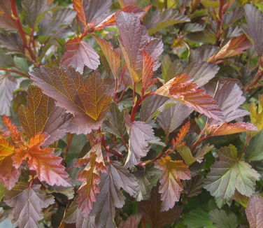 Physocarpus opulifolis Coppertina