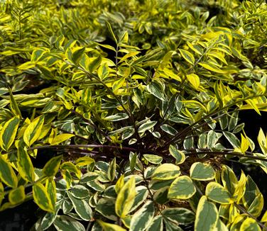 Polemonium pulcherrimum 'Golden Feathers' - Stairway to Heaven Jac. Ladder from Pleasant Run Nursery