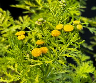 Tanacetum vulgare 'Isla Gold' - Painted Daisy from Pleasant Run Nursery