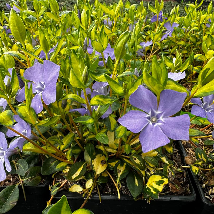 Vinca minor 'Illumination' - Periwinkle from Pleasant Run Nursery