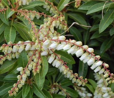 Pieris japonica 'Dorothy Wycoff'