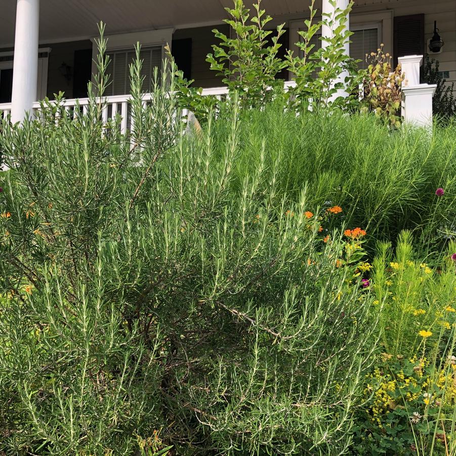 Rosmarinus officinalis 'Arp' - Rosemary from Pleasant Run Nursery