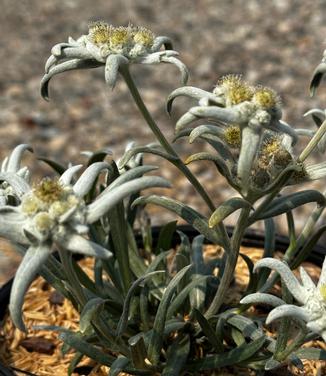 Leontopodium alpinium 'Blossom of Snow' - Edelweiss from Pleasant Run Nursery