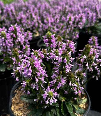 Stachys minima - Dwarf Betony from Pleasant Run Nursery