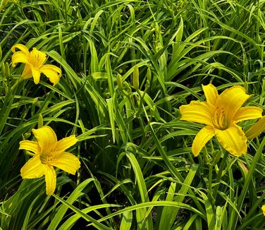 Hemerocallis 'The Jury's Out' - Daylily from Pleasant Run Nursery