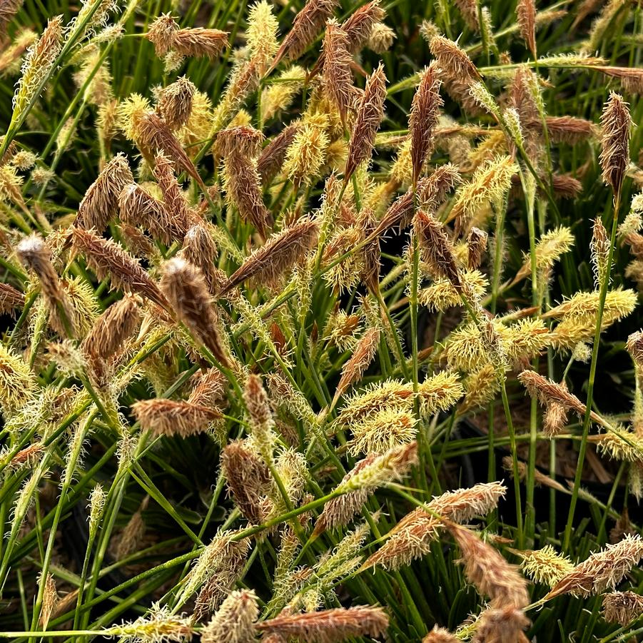 Carex oshimensis 'Everlime' - from Pleasant Run Nursery