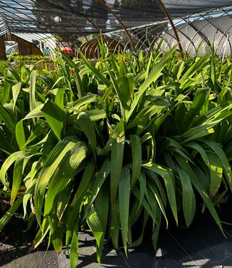 Iris x ampliflora 'Ming Treasure' - Ampliflora Iris from Pleasant Run Nursery