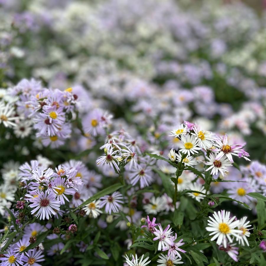 Aster novi-belgii - New York Aster from Pleasant Run Nursery